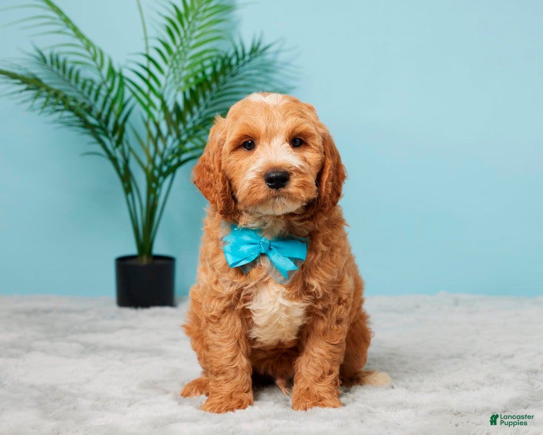 Mini Goldendoodle dogs for sale: Asher - Image 1