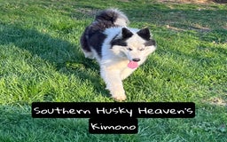 Siberian Husky dogs for sale: Love - Image 2