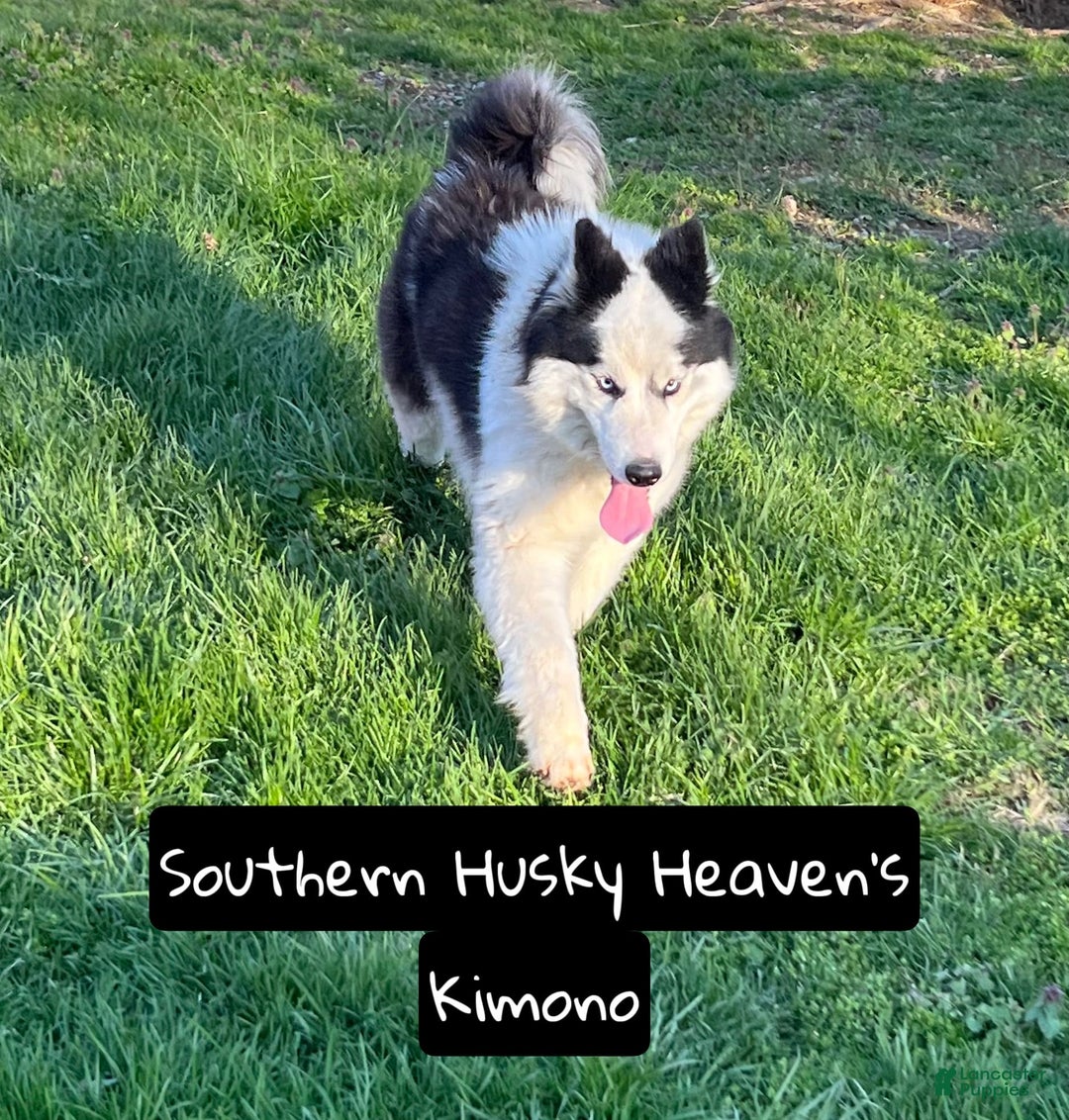 Siberian Husky dogs for sale: Love - Image 2