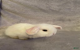 Mixed Breed dogs for sale: Mixed Breed Puppy 2 - Image 2