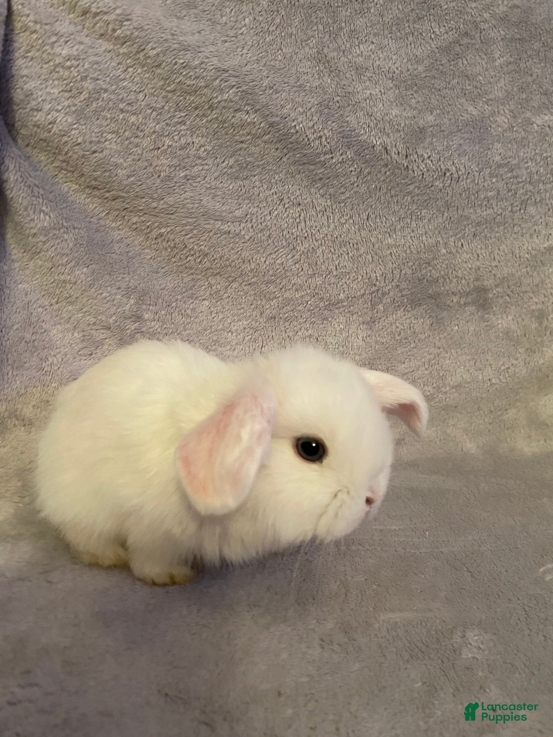 Mixed Breed dogs for sale: Mixed Breed Puppy 2 - Image 2