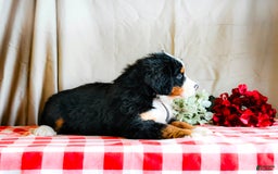 Bernese Mountain Dog dogs for sale: Maverick - Image 3