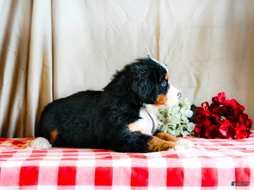 Bernese Mountain Dog dogs for sale: Maverick - Image 3
