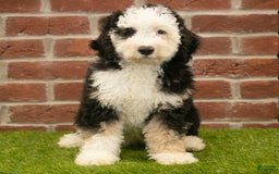 Mini Bernedoodle dogs for sale: Brooklyn - Image 7