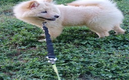 Chow Chow dogs for sale: Zoe - Image 7