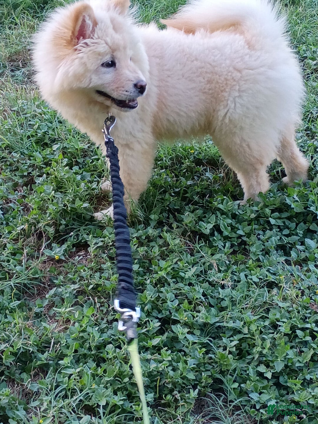 Chow Chow dogs for sale: Zoe - Image 7