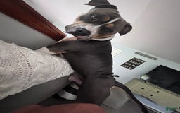 American Bully dogs for stud: Bronx - Image 1