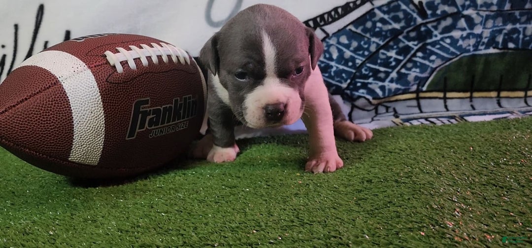 American Bully dogs for sale: Nova - Image 4