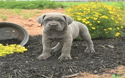 Cane Corso dogs for sale: Ivy - Image 10