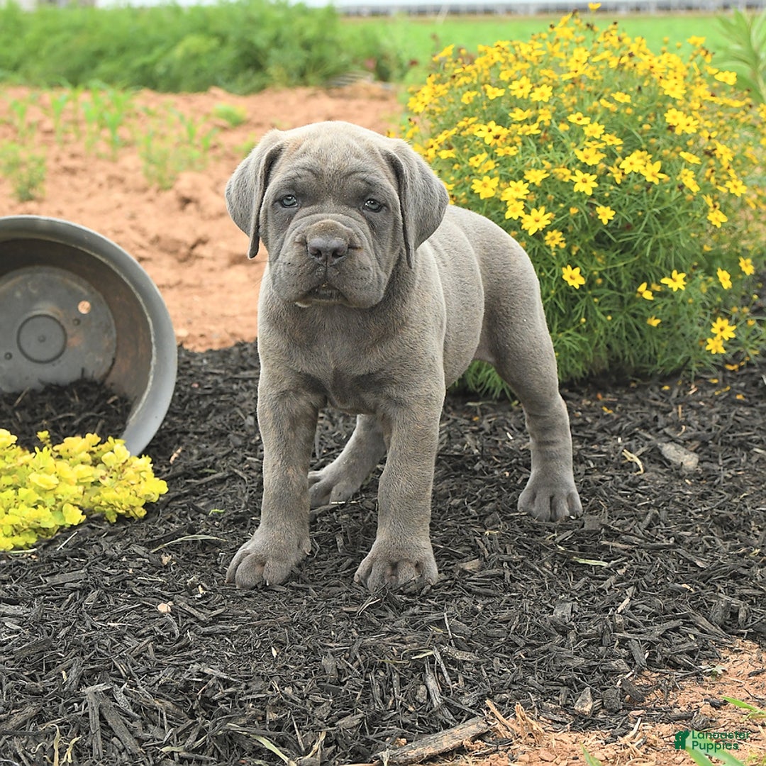 Cane Corso dogs for sale: Ivy - Image 10