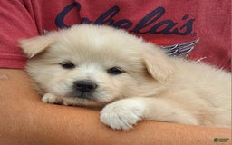 American Eskimo dogs for sale: Laura - Image 1
