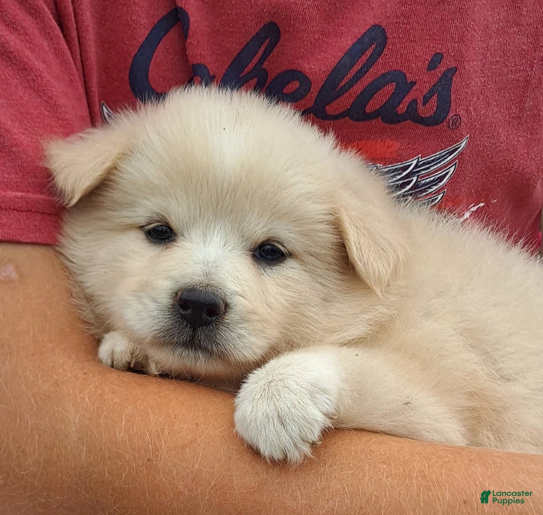 American Eskimo dogs for sale: Laura - Image 1