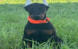 Doberman Pinscher dogs for sale: Samson - Image 1