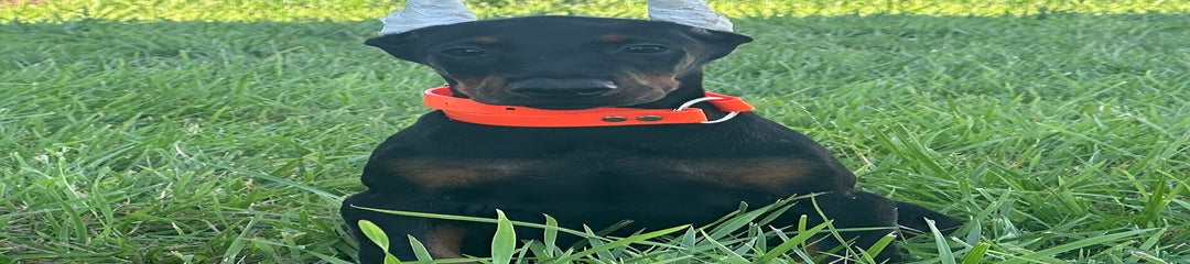 Samson