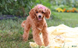 Miniature Poodle dogs for sale: Leah - Image 13