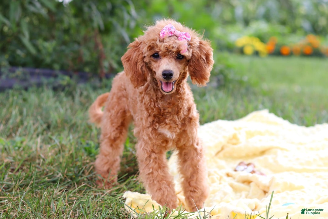 Miniature Poodle dogs for sale: Leah - Image 13