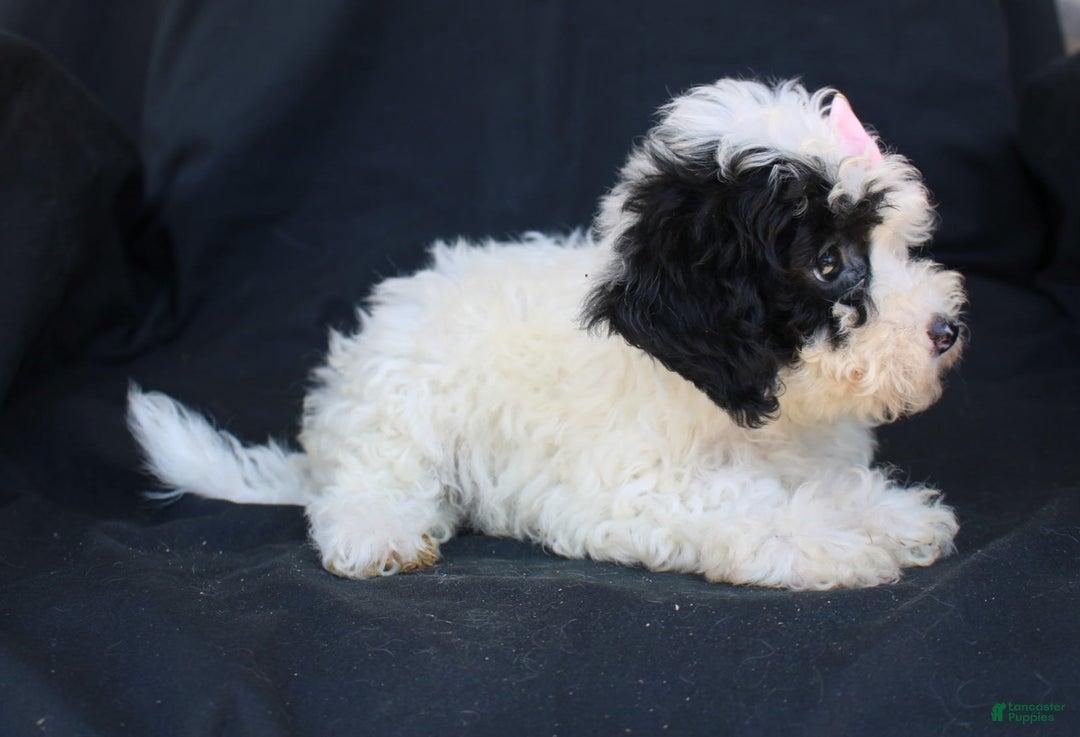 Bichpoo dogs for sale: Bichpoo 5 puppies - Image 20