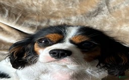 Cavalier King Charles Spaniel dogs for sale: Dyson - Image 2