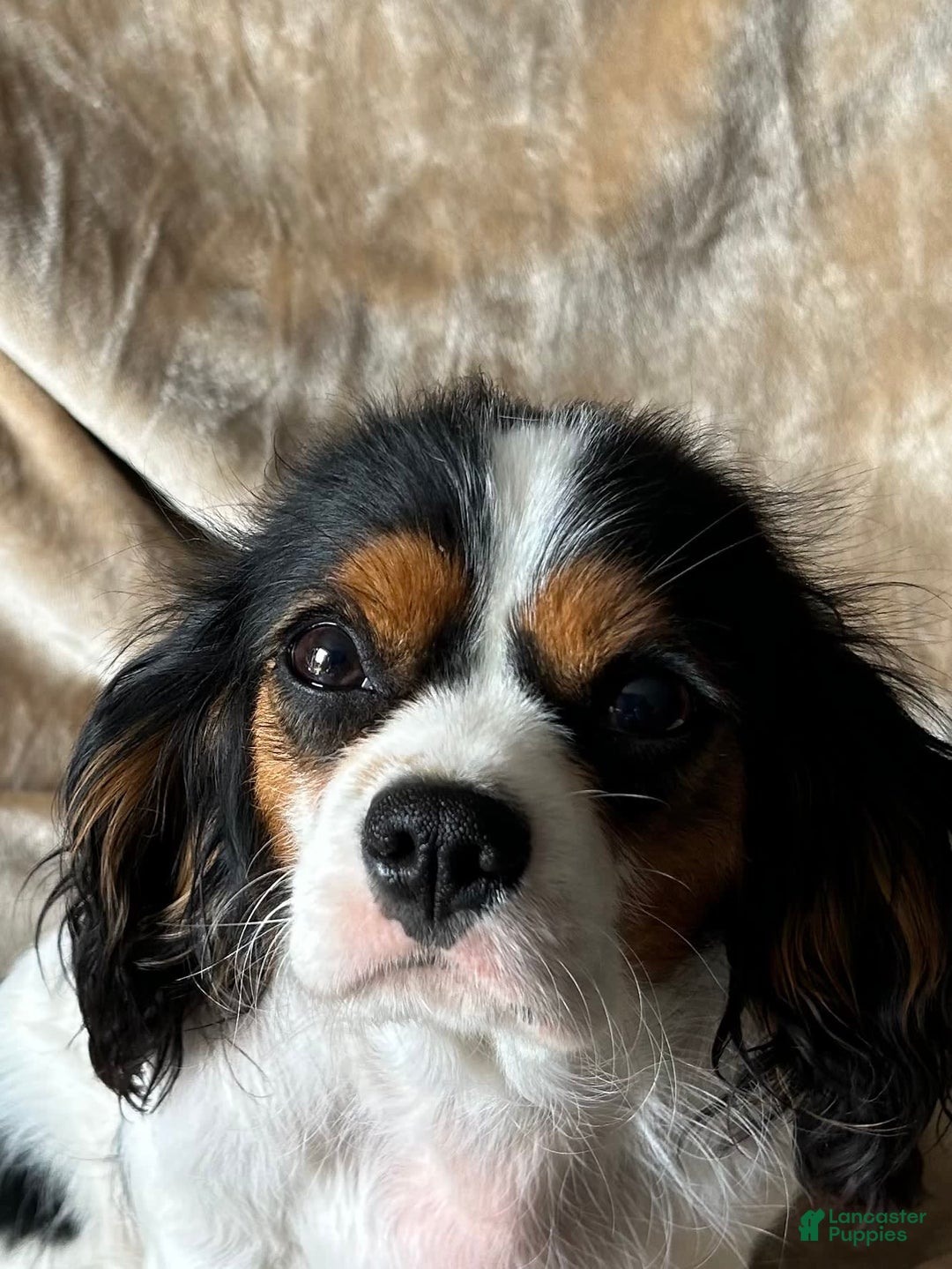 Cavalier King Charles Spaniel dogs for sale: Dyson - Image 2