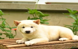 Shiba Inu dogs for sale: Pete - Image 1