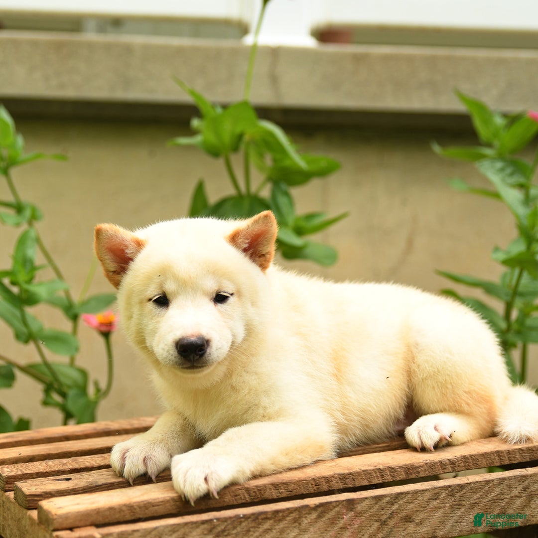 Shiba Inu dogs for sale: Pete - Image 1