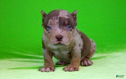 American Bully dogs for sale: Chocolate Tri Merle Female - Image 5
