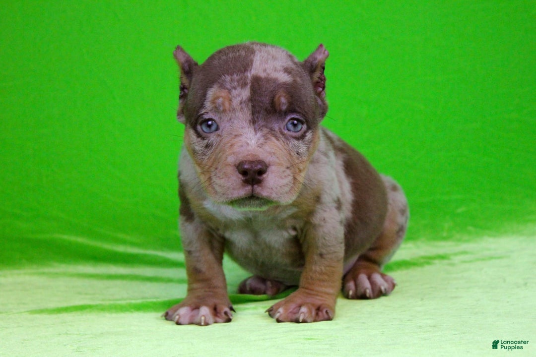 American Bully dogs for sale: Chocolate Tri Merle Female - Image 5