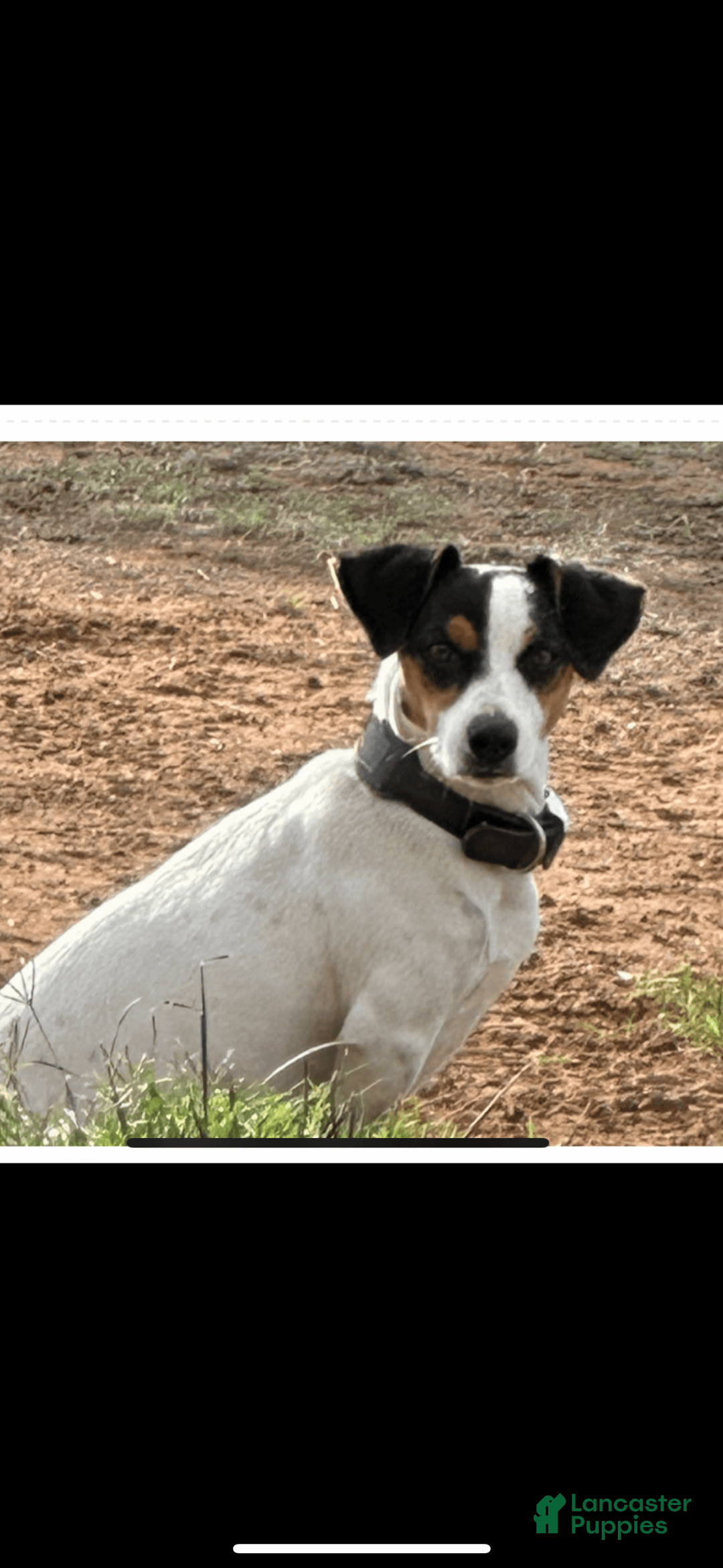 Jack Russell Terrier dogs for sale: Boy 1 - Image 3