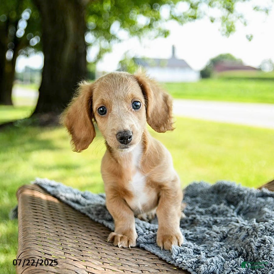 Miniature Dachshund dogs for sale: Firecracker - Image 5