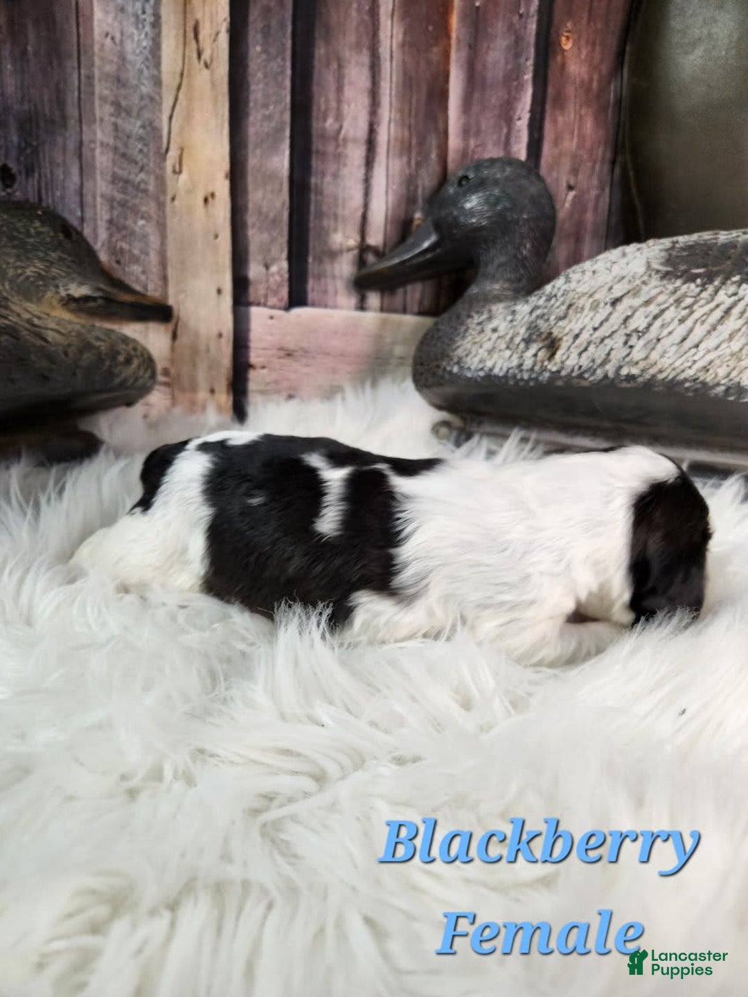 English Springer Spaniel dogs for sale: Blackberry - Image 3