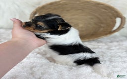 Yorkshire Terrier dogs for sale: Luka - Image 6