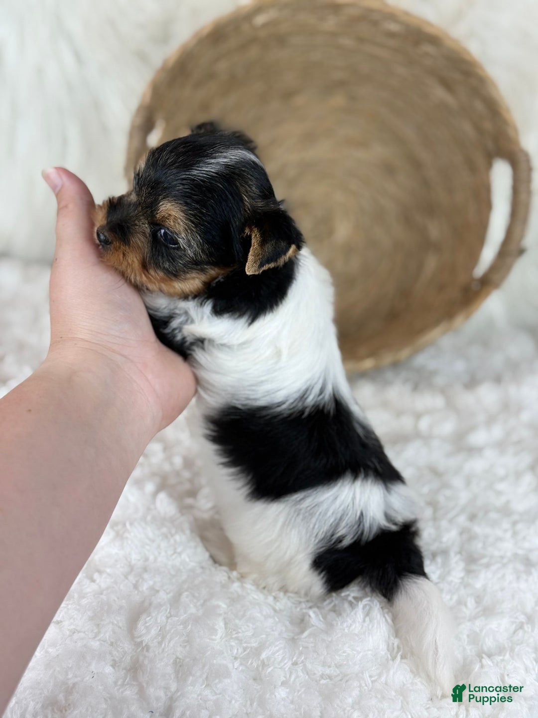 Yorkshire Terrier dogs for sale: Luka - Image 6