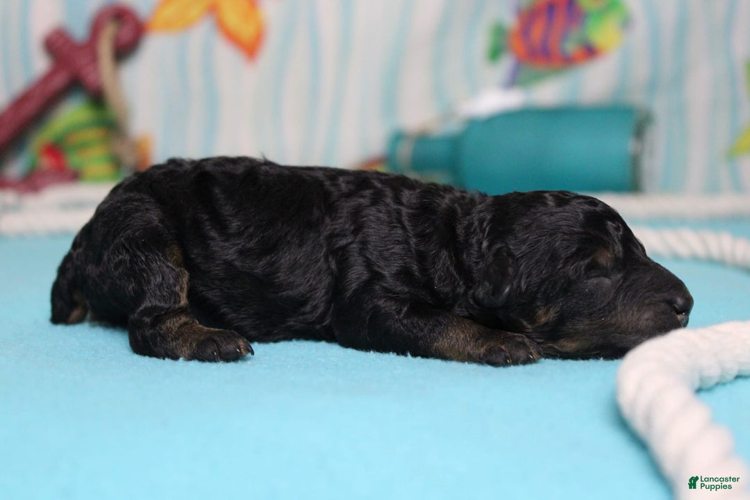 Toy Poodle dogs for sale: Jett - Image 6