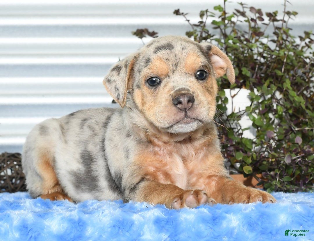 Beabull dogs for sale: Keith - Image 1