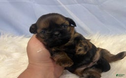 Shih Tzu dogs for sale: Leah - Image 7