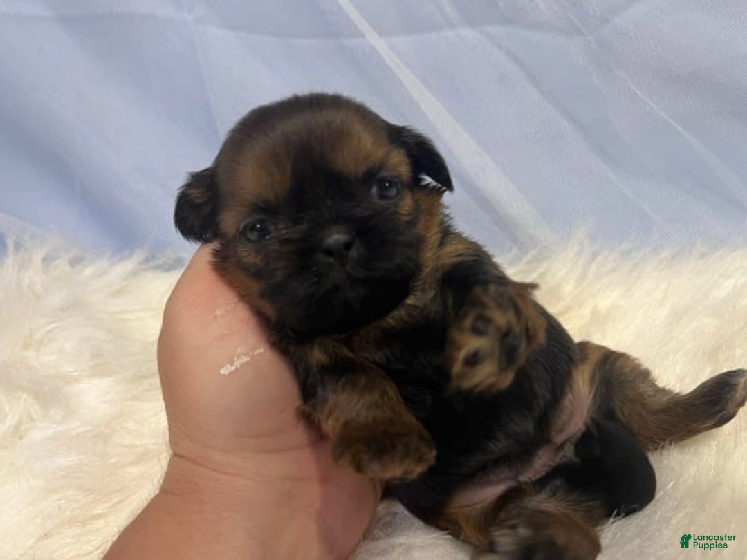 Shih Tzu dogs for sale: Leah - Image 7