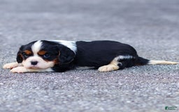 Cavalier King Charles Spaniel dogs for sale: Cavalier King Charles Spaniel 2 puppies - Image 4