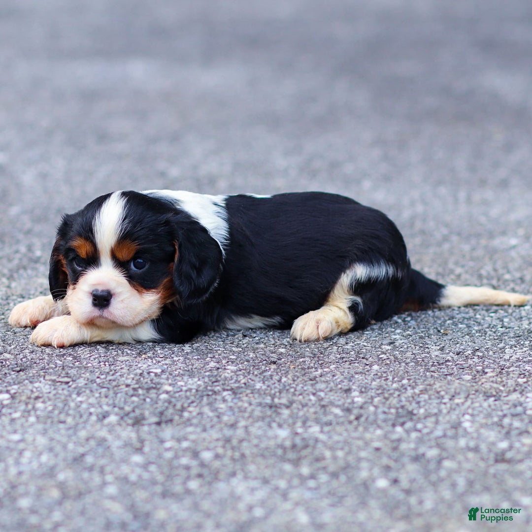 Cavalier King Charles Spaniel dogs for sale: Cavalier King Charles Spaniel 2 puppies - Image 4