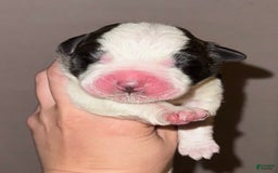 Saint Bernard dogs for sale: Tulip - Image 1