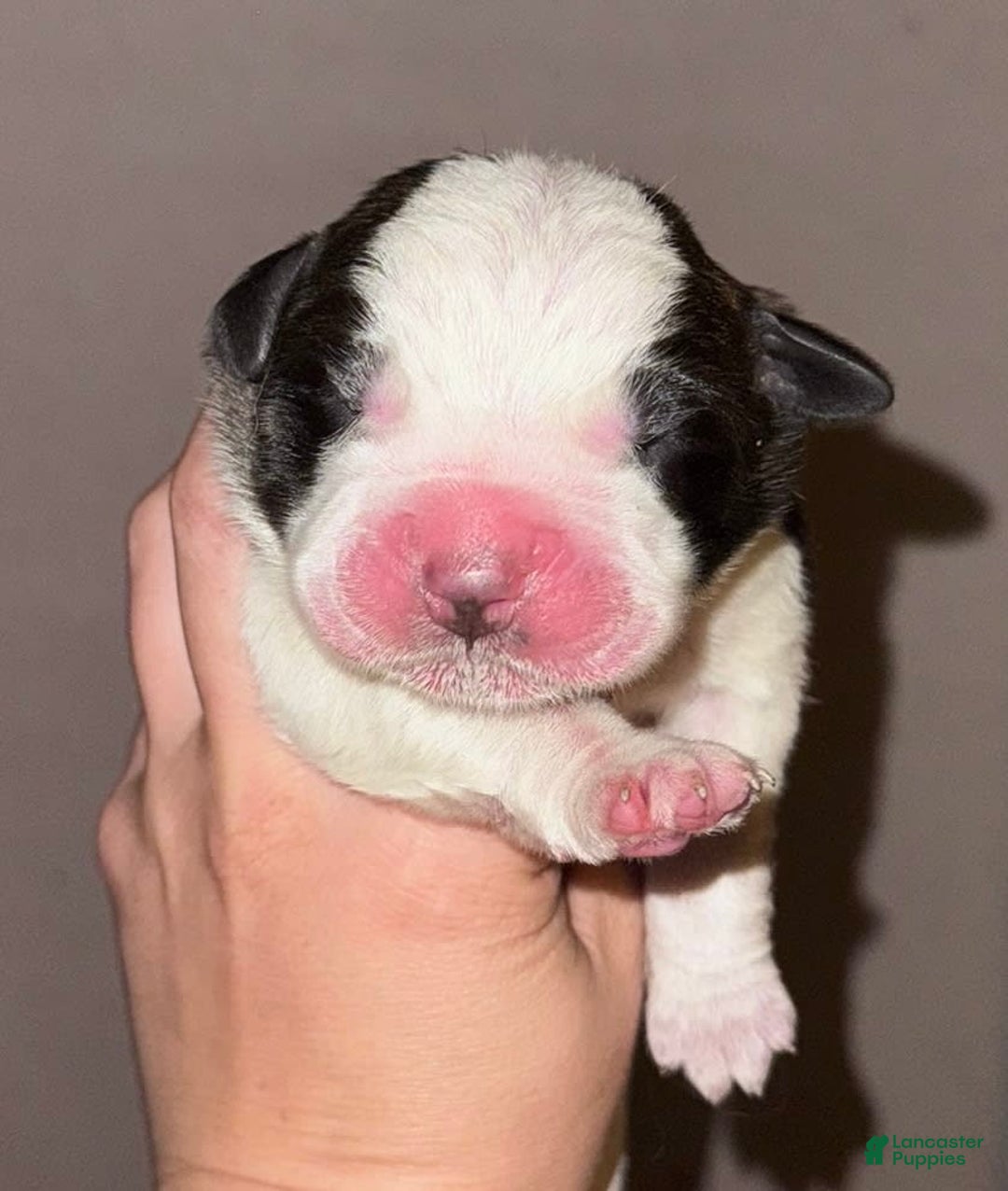 Saint Bernard dogs for sale: Tulip - Image 1