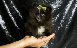 Pomeranian dogs for sale: Peppy - Image 4
