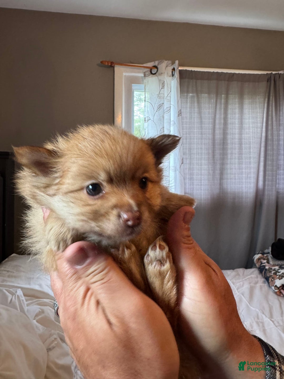 Pomeranian dogs for sale: Jake - Image 13