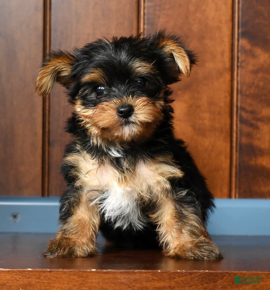 Yorkshire Terrier dogs for sale: Angel - Image 1