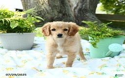 Cavapoo dogs for sale: Sidney - Image 3