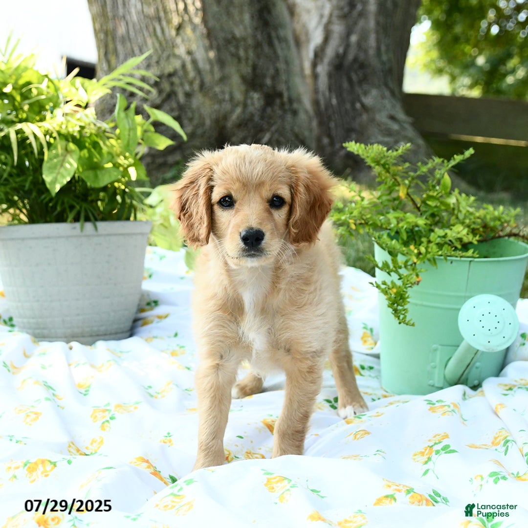 Cavapoo dogs for sale: Sidney - Image 3