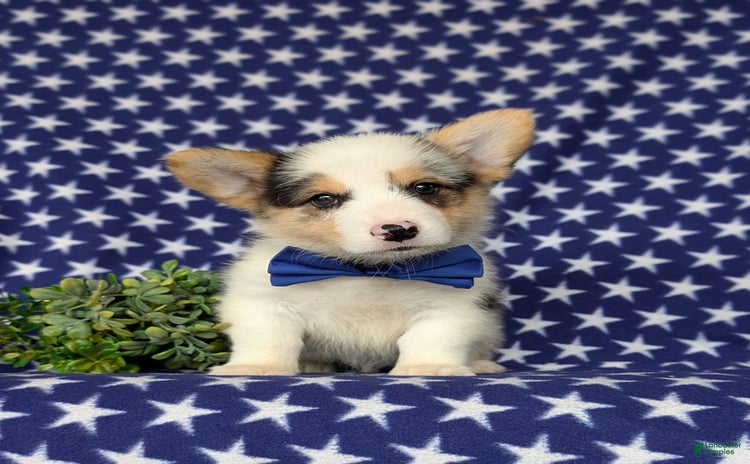 Welsh Corgi Pembroke dogs for sale - Ad 3