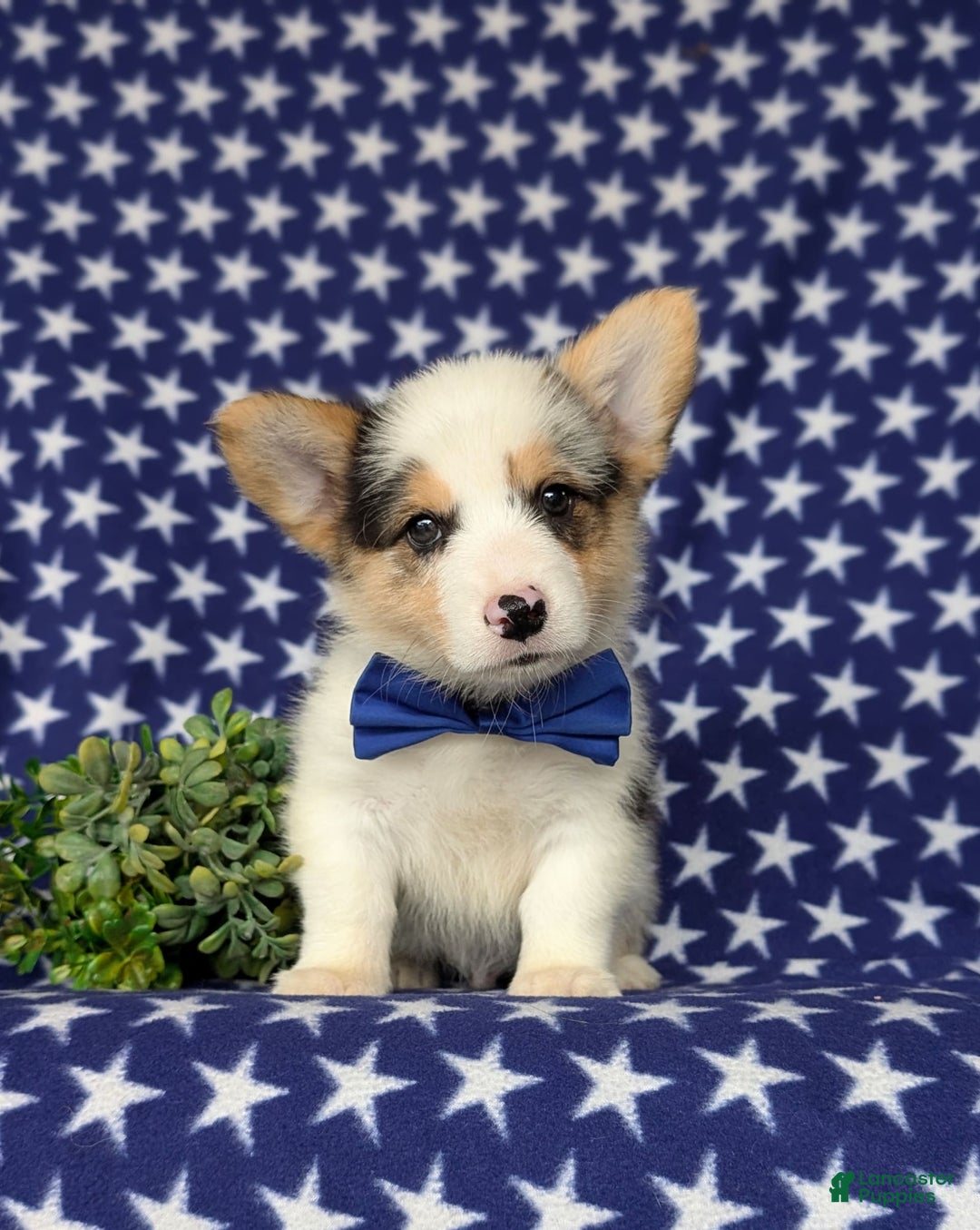 Welsh Corgi Pembroke dogs for sale: Kimball - Image 1