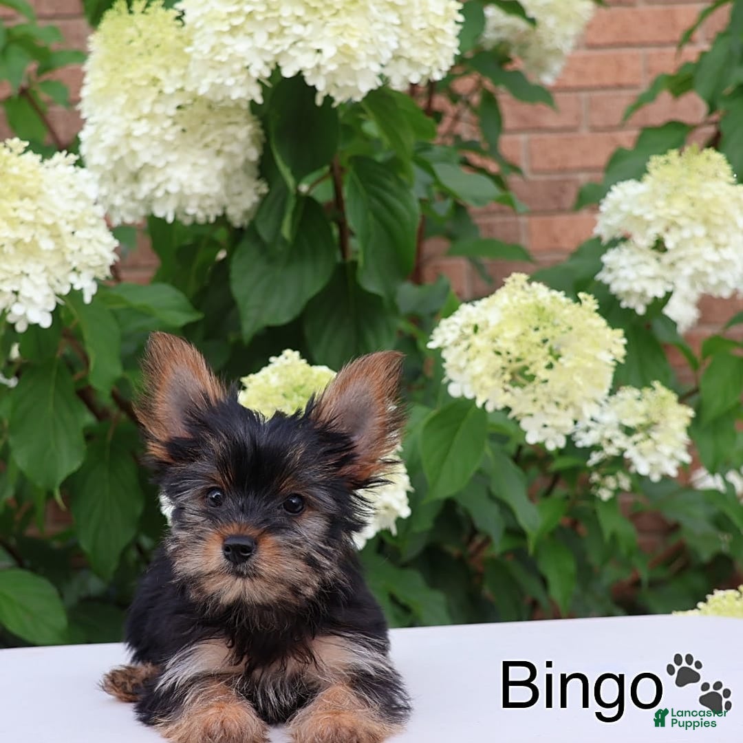 Yorkshire Terrier dogs for sale: Bingo - Image 8