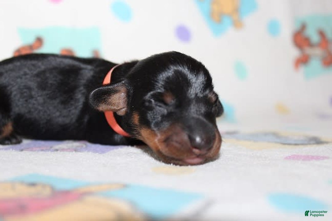 Dachshund dogs for sale: Raven Girl 2 - Image 4