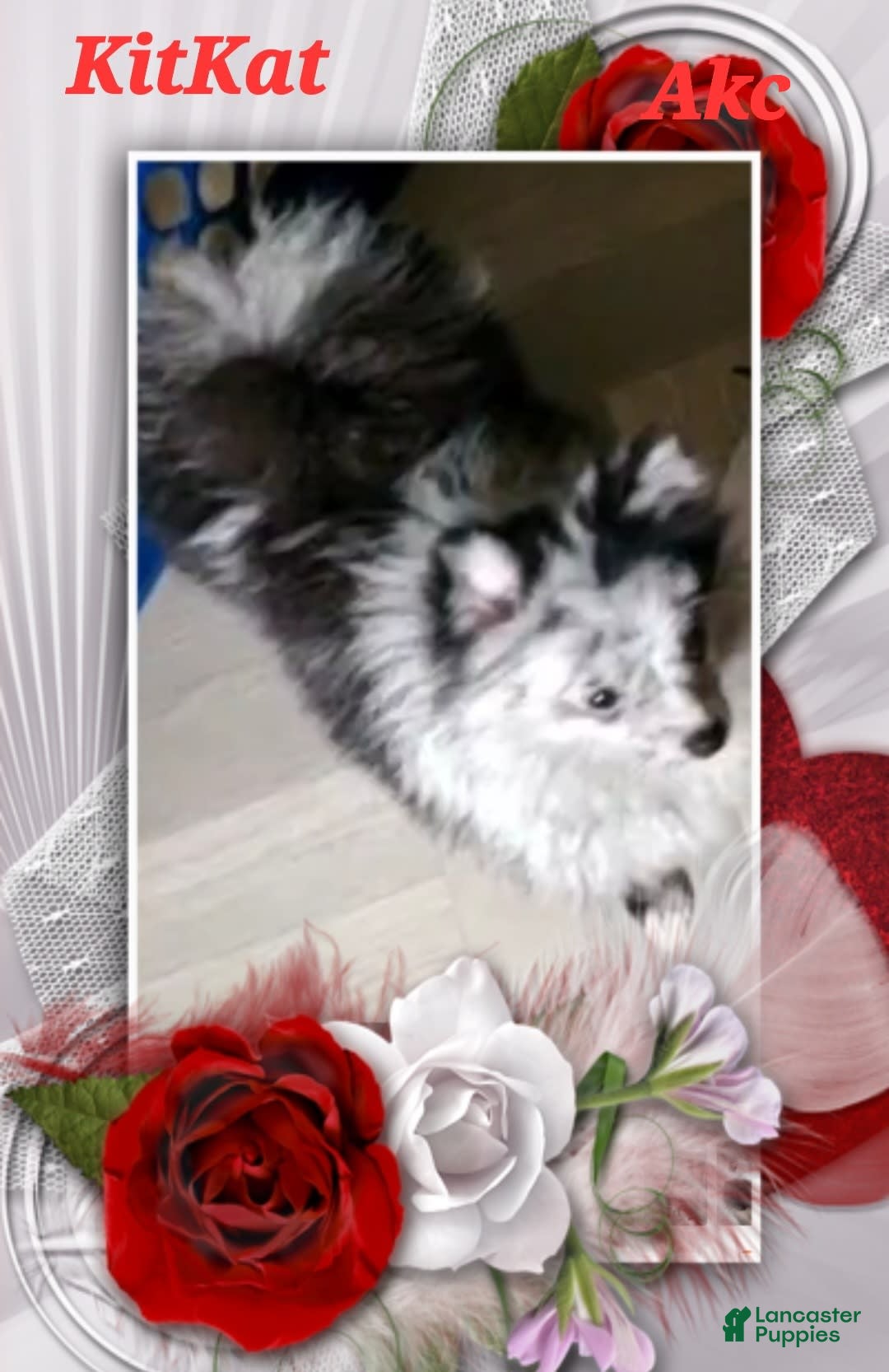 Pomeranian dogs for sale: Sam - Image 9